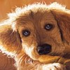 Avatar de l’usuari